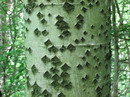 white poplar